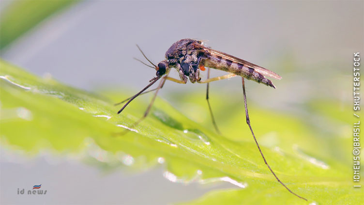 Governo federal vai investir R$ 1.5 bilhão no combate à dengue