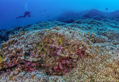 Confundido com barco, maior coral do mundo é encontrado nas Ilhas Salomão