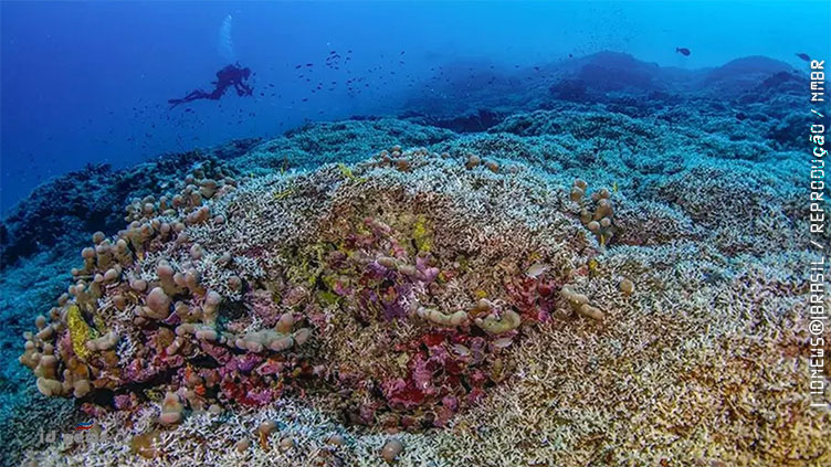 Confundido com barco, maior coral do mundo é encontrado nas Ilhas Salomão